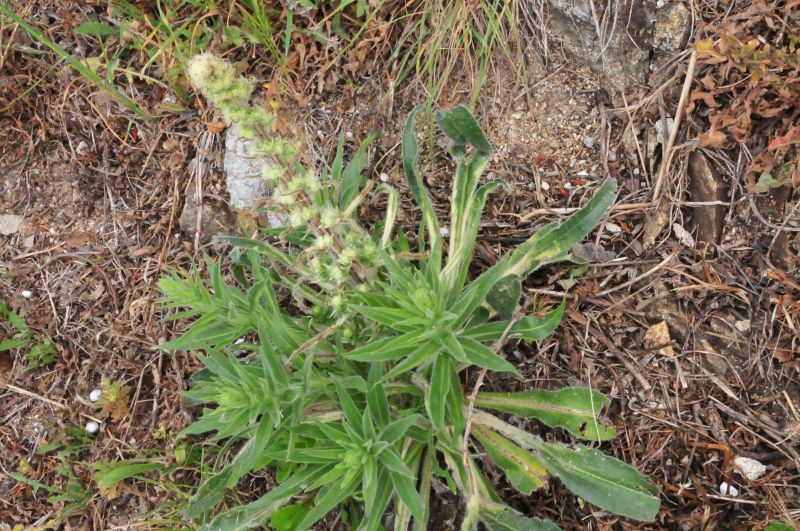 Echium italicum